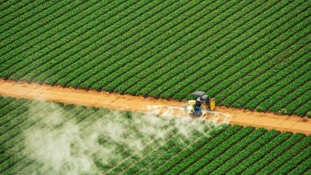 Wasp Removal Services in Radcliff, KY