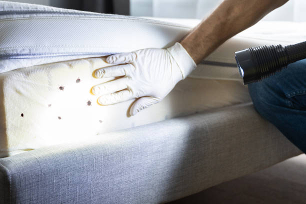 Best Wasp Removal Services  in Radcliff, KY