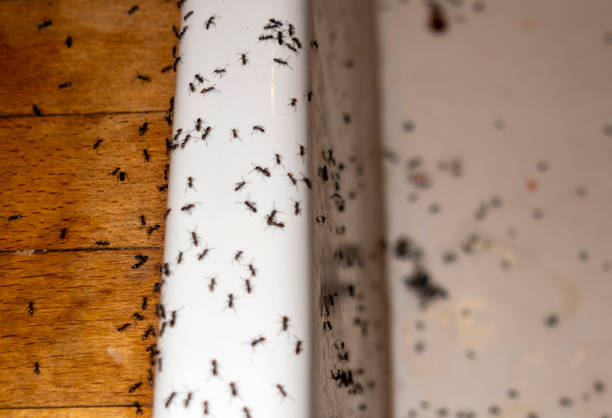 Best Best Pest Control Companies  in Radcliff, KY